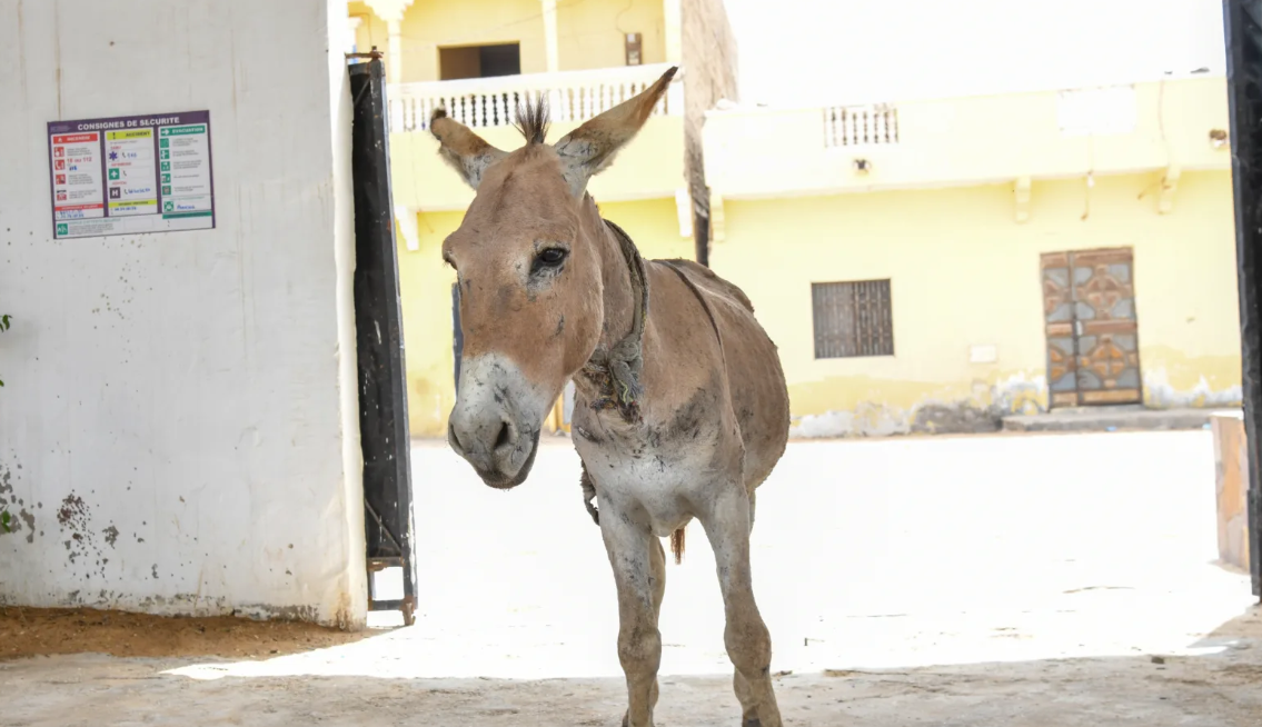 Usama the donkey gets the help he needs