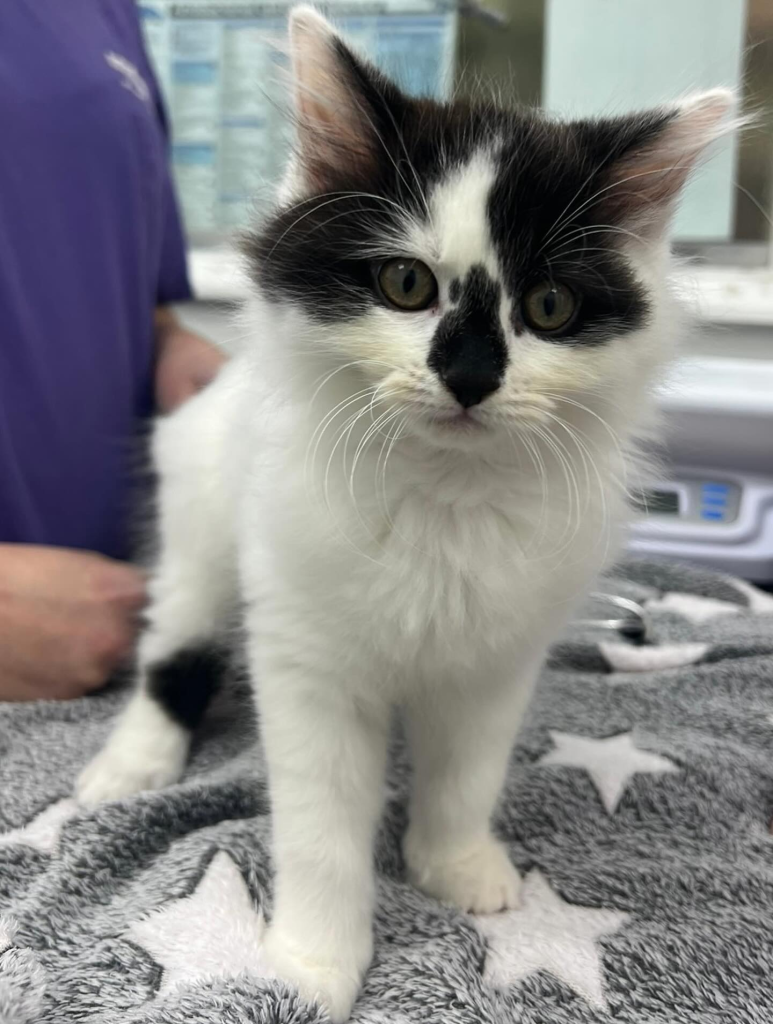 Black and white kitten standing on a soft grey blanket with star patterns, looking at the camera, with a person in purple clothing blurred in the background.