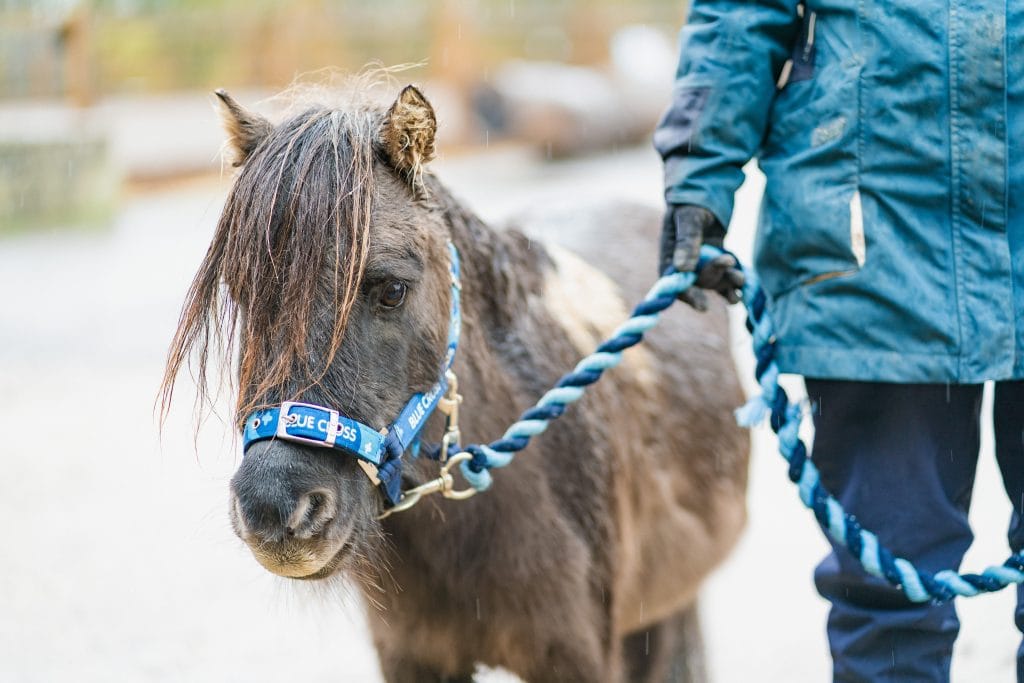 Close-up of a small pony wearing a blue halter being led on a rope by a handler in a waterproof jacket, with rain visible.