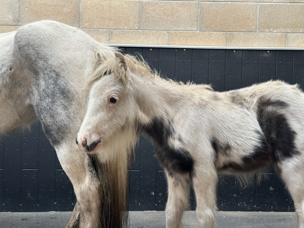 Small pony with a patchy coat standing beside another horse, appearing underweight, in a stable environment with a brick wall behind