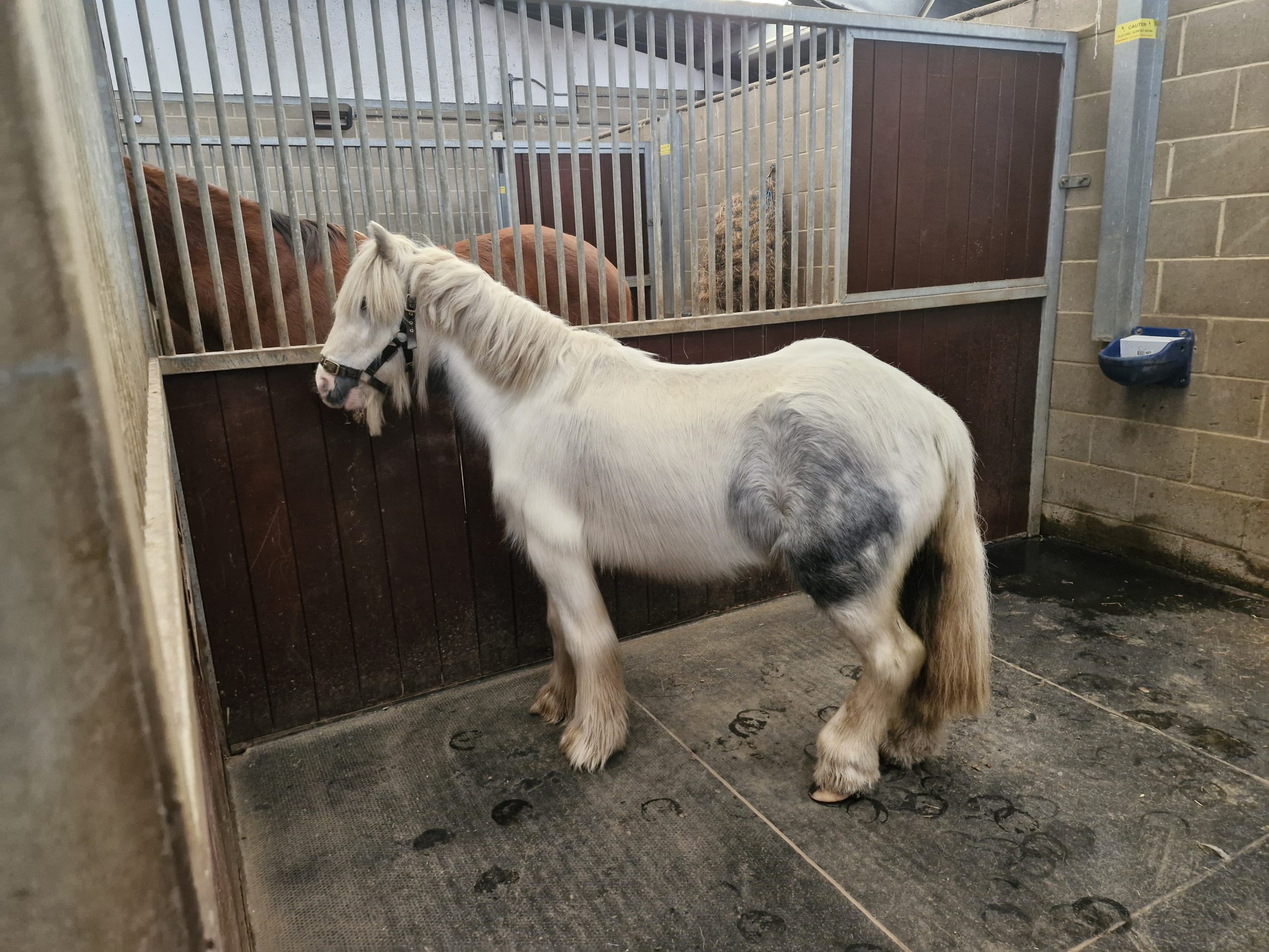 From Suffering to Safety: Sharon and Ozzy’s story