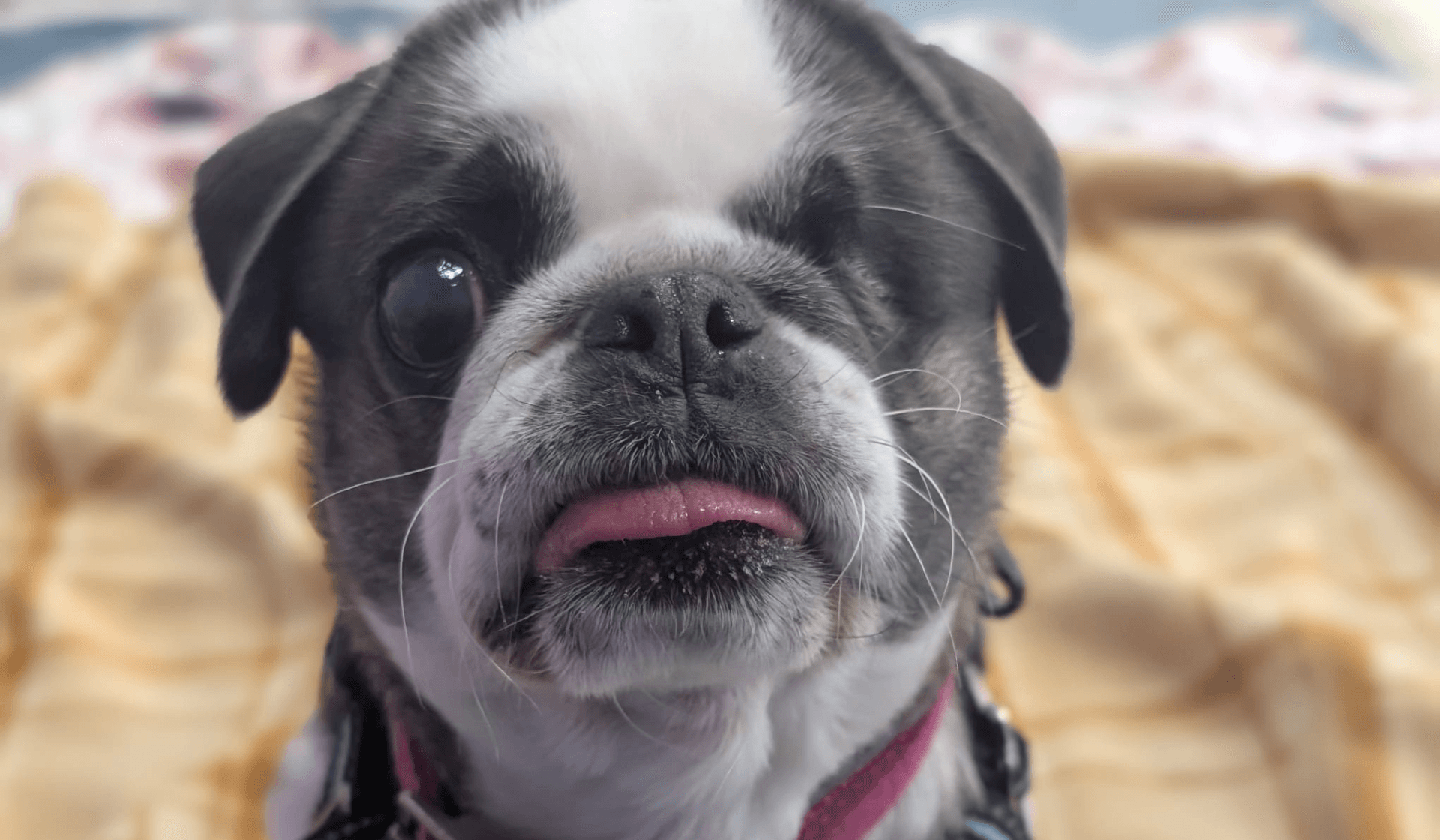Sweet Cookie’s second chance