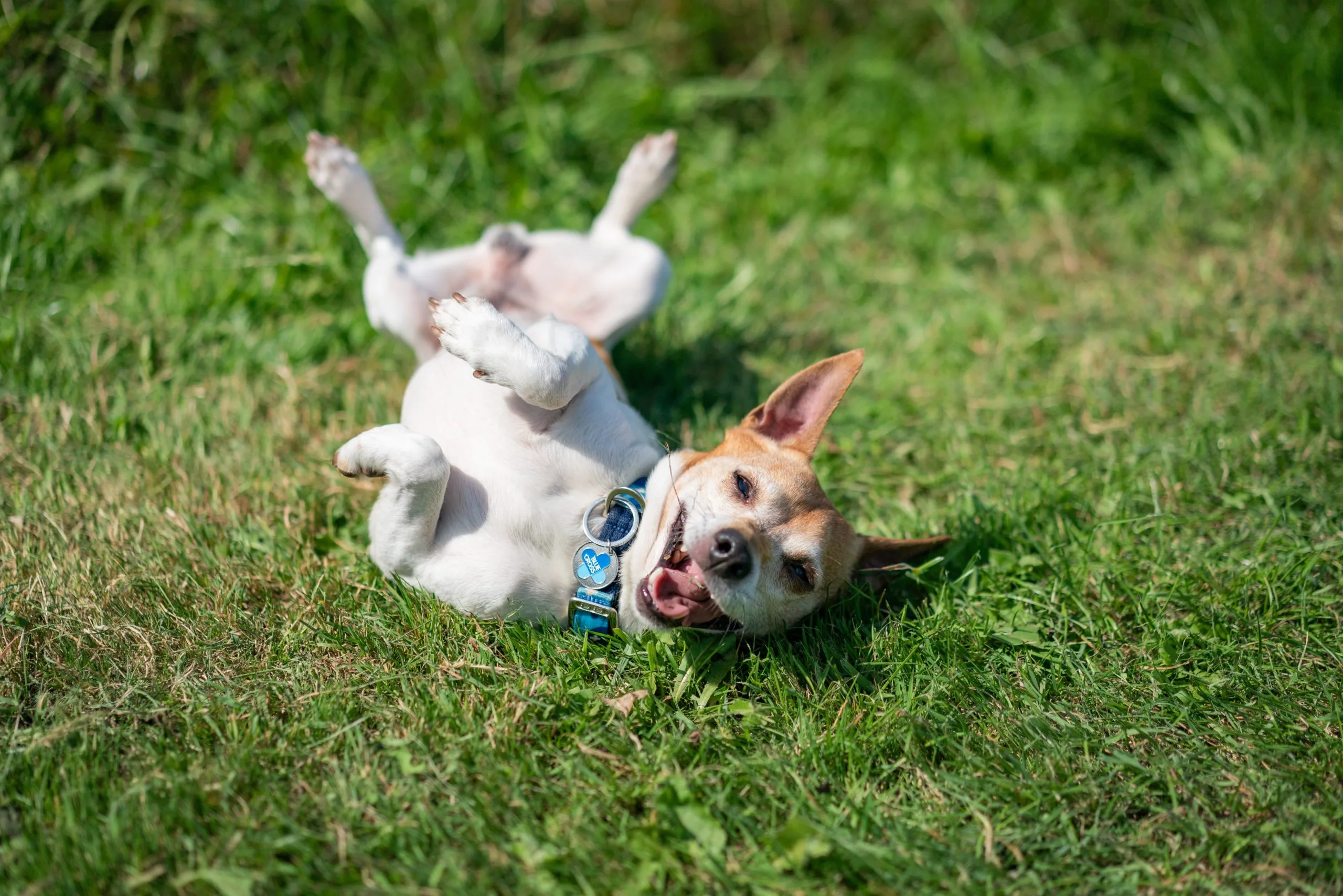 The love of an older dog