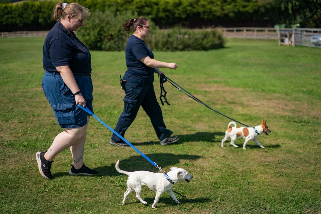 Two staff members walking two small dogs on leads across a grassy field on a sunny day.
