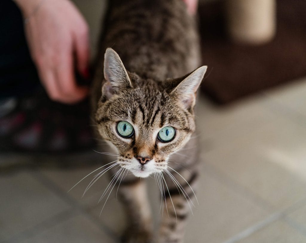 abby cat with bright green eyes looking up at the camera, with a person’s hand blurred in the background.