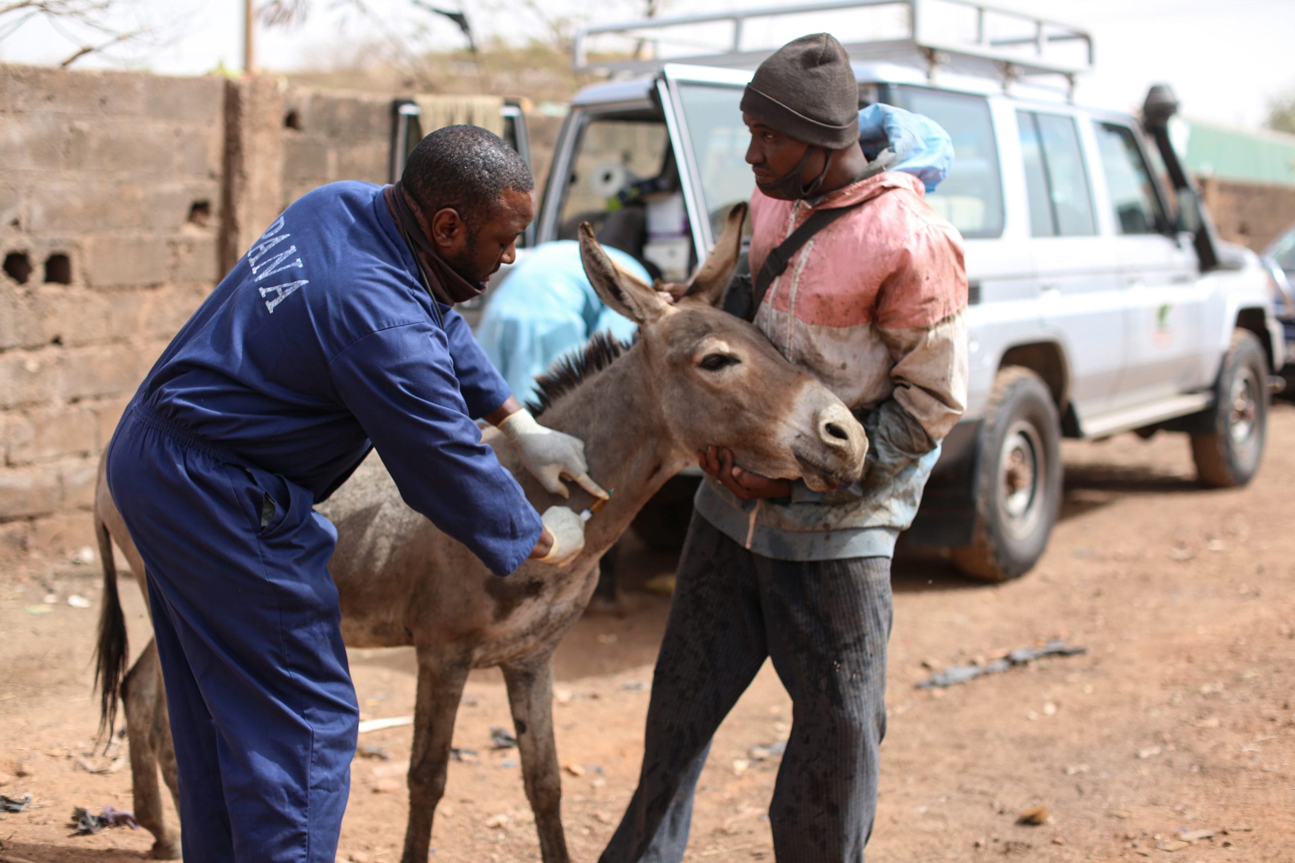 Helping Bilenman the donkey