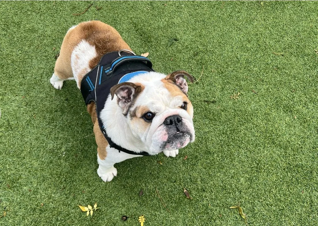 Bulldog wearing a harness standing on grass, looking up at the camera.