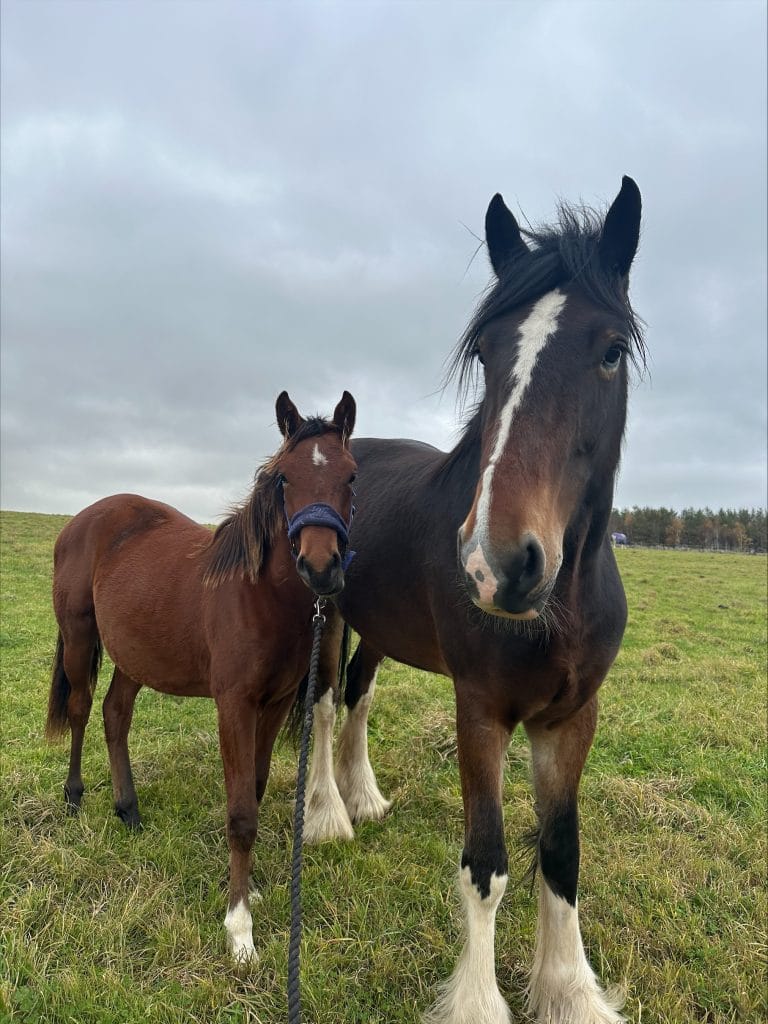 Two horses standing close together in a grassy field, one wearing a halter and lead rope, both looking towards the camera under a cloudy sky.