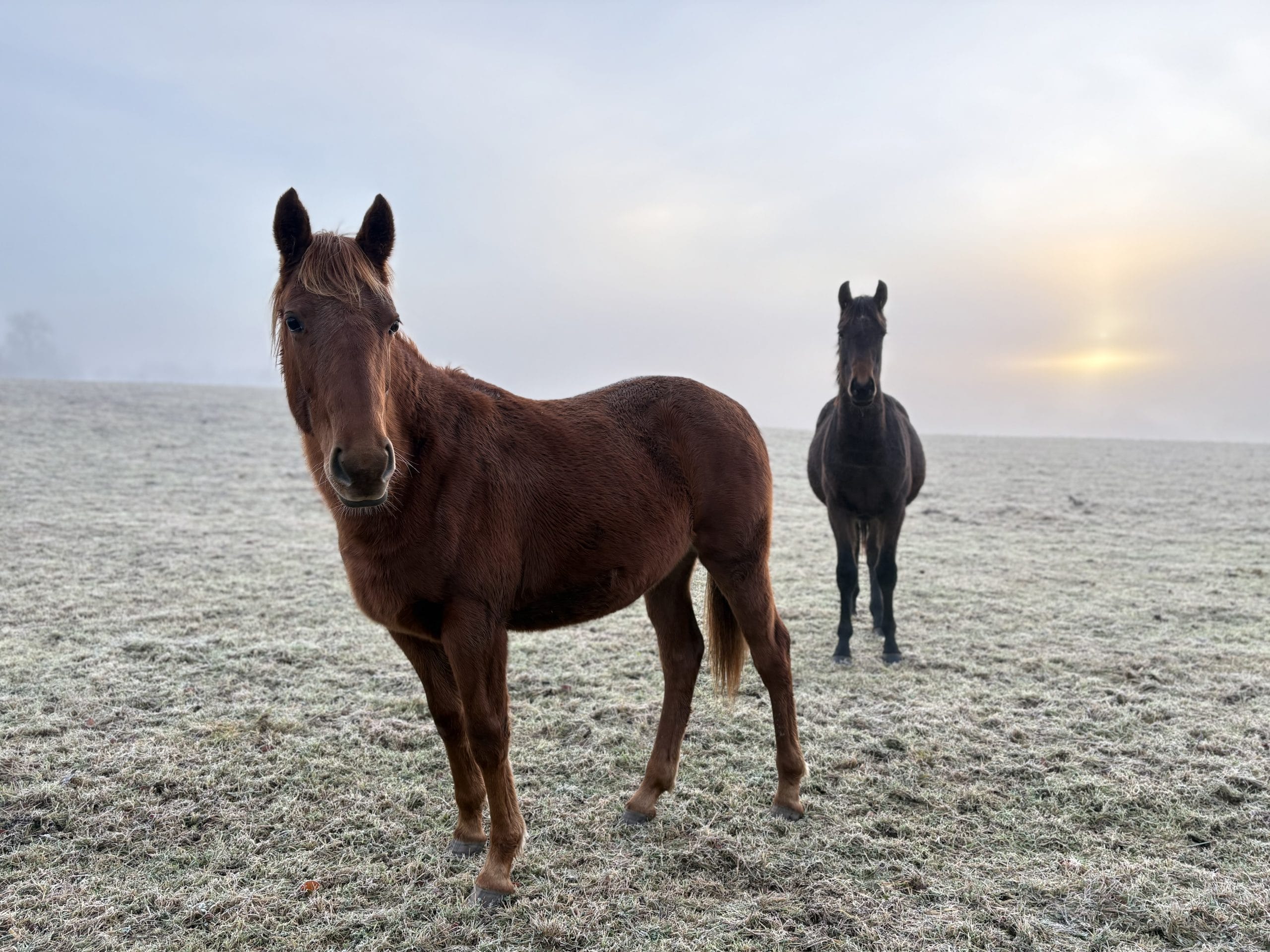 One year on, meet the horses rescued from horrific neglect