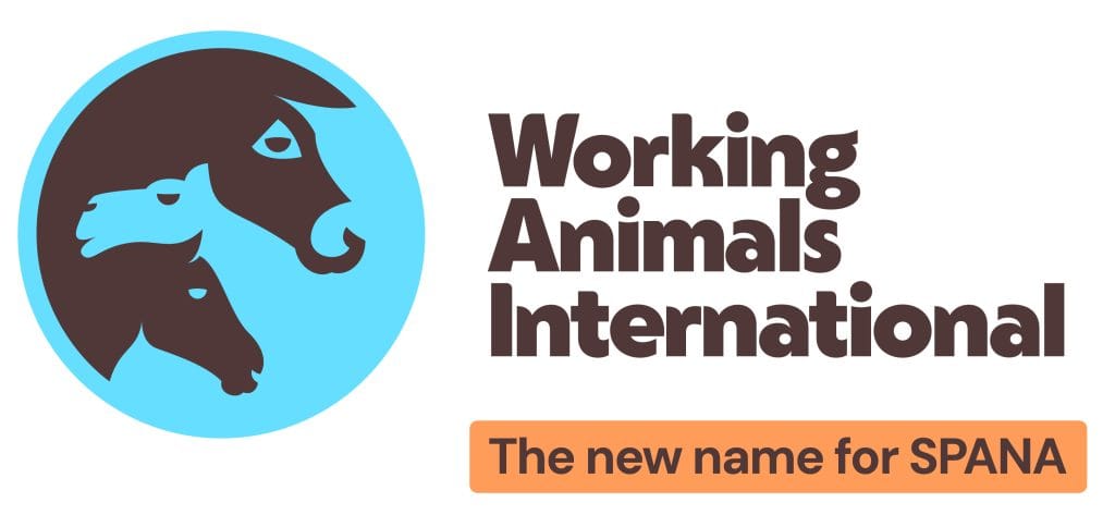 Working Animals International logo featuring stylised donkey camel and horse heads in a blue circle, with the text ‘Working Animals International’ and ‘The new name for SPANA’.