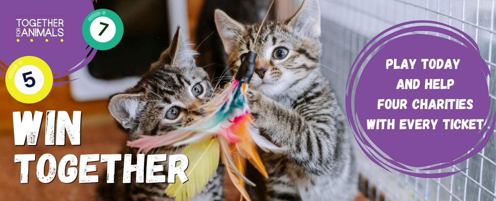 Two tabby rescue kittens playing with a feather toy at a UK animal rescue centre alongside Together for Animals charity lottery promotion encouraging supporters to help animal welfare charities.