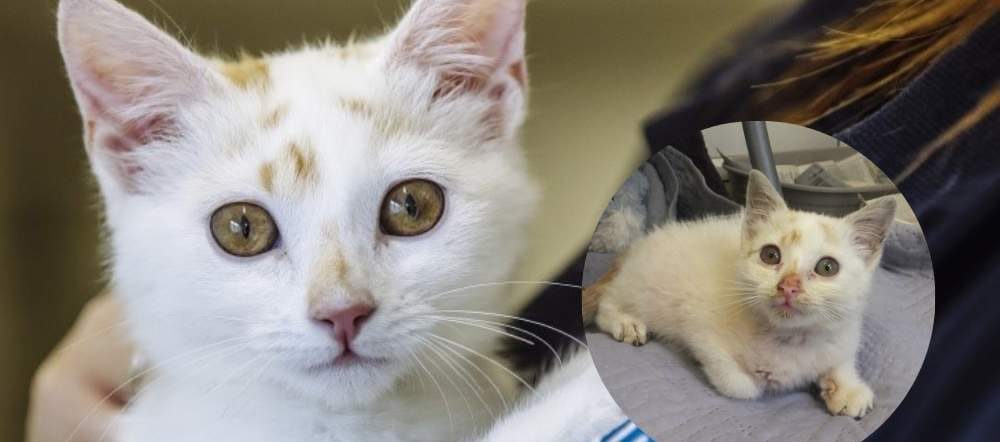 Rescued white kitten recovering at an animal shelter, with inset image showing the kitten as a younger stray shortly after rescue and treatment.