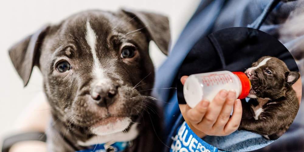 Black and white rescue puppy after recovery and rehoming support, with inset image showing the puppy being hand-fed as a newborn
