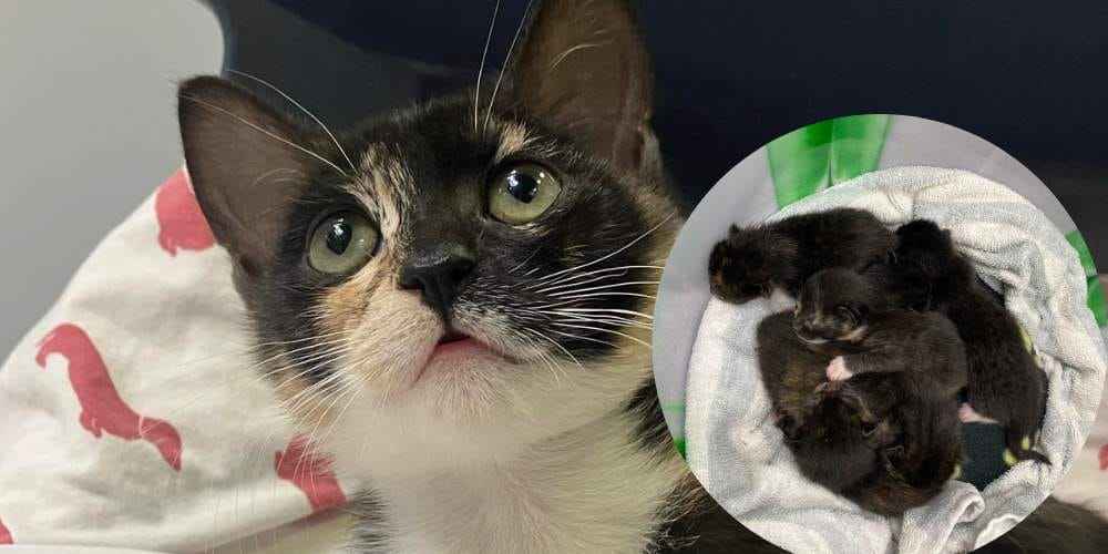 Tortoiseshell rescue kitten at a UK animal shelter with inset image of the kitten’s newborn litter shortly after rescue and neonatal care.