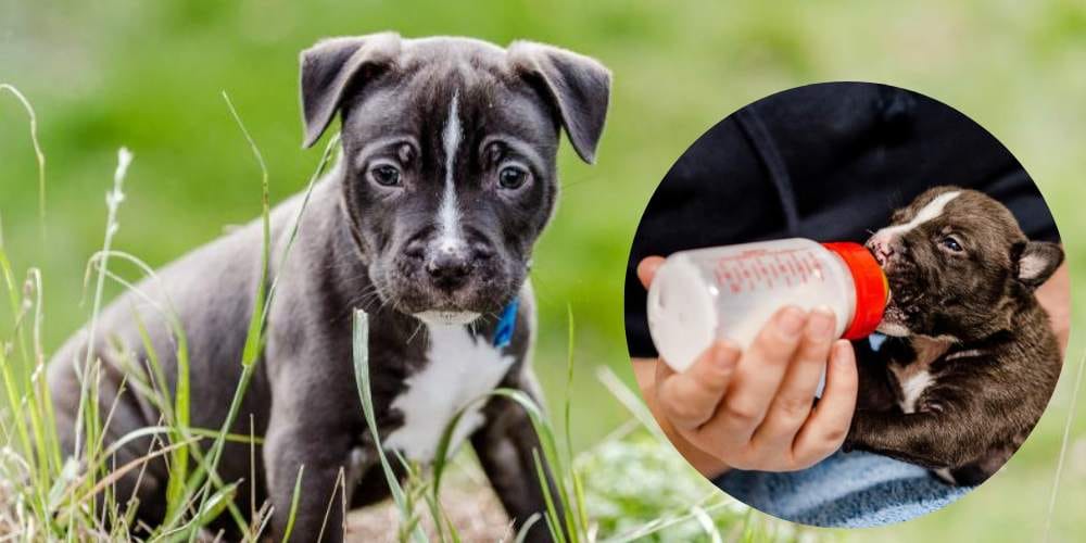 Young Staffordshire Bull Terrier cross rescue puppy outdoors after rehabilitation, with inset image showing the puppy being bottle-fed as a vulnerable newborn.