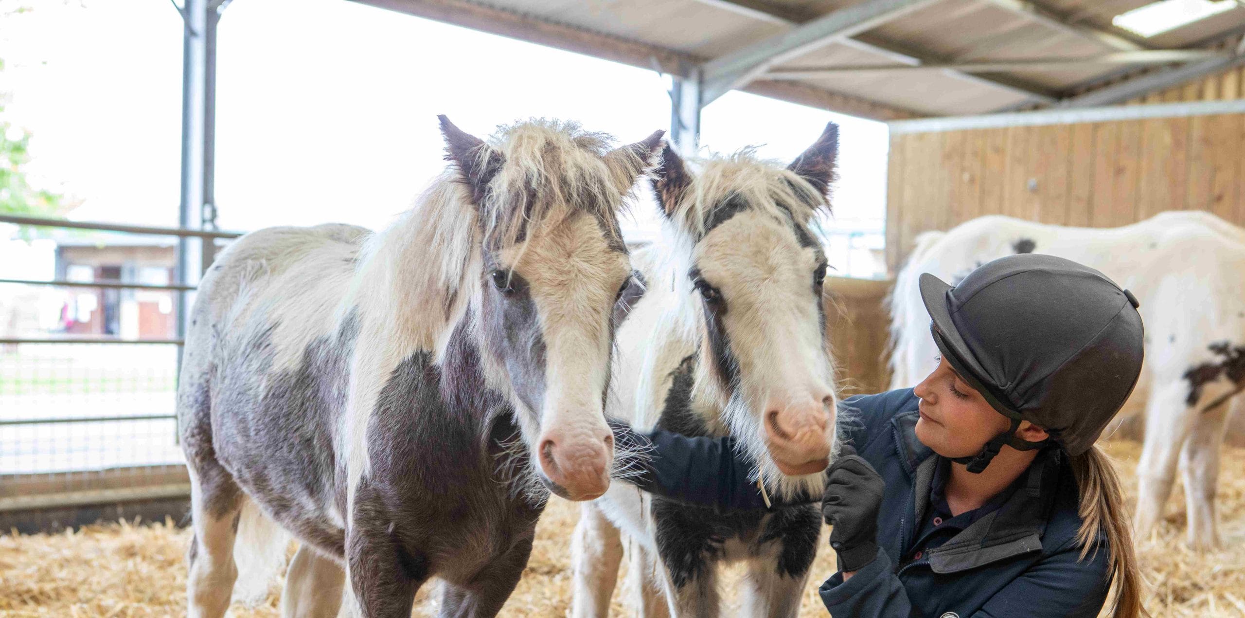 Payroll Giving — Help more animals every month