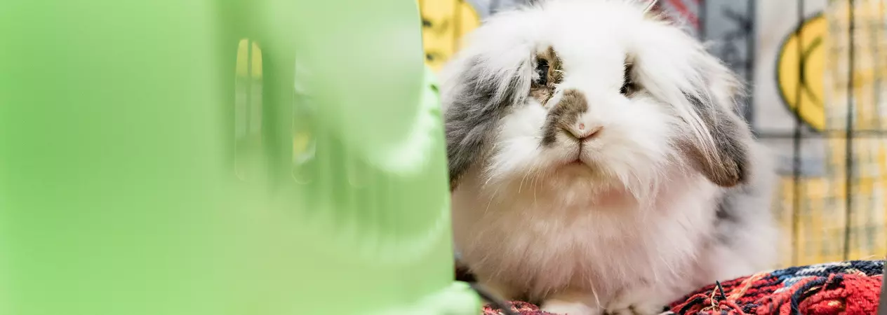 Betty’s Story: Caring for a Lionhead Rabbit with Eye Problems