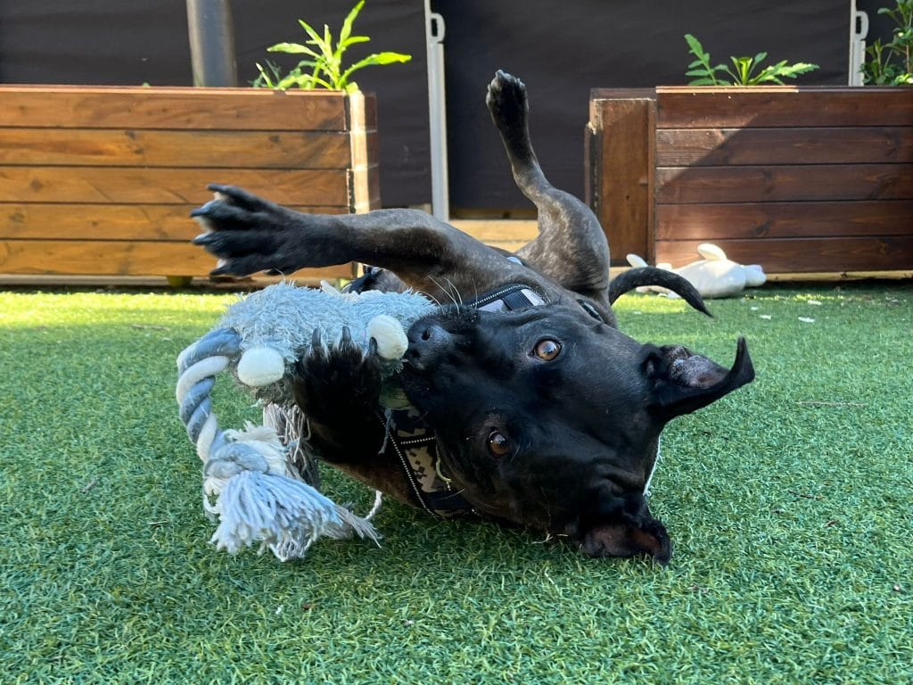 Black rescue dog rolling on artificial grass while playing with a rope toy
