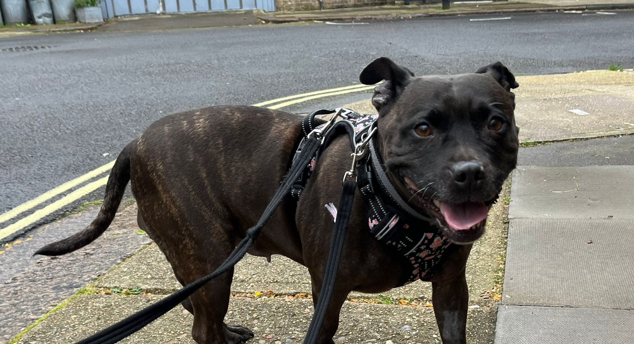 Molly’s brave recovery