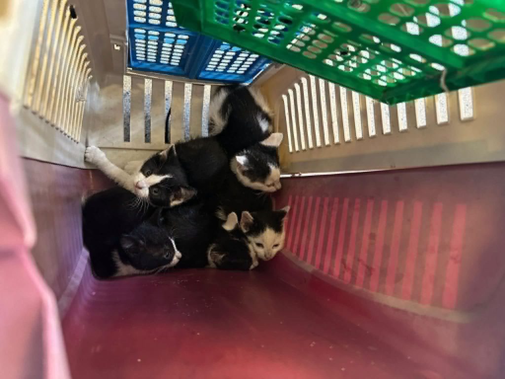 A group of black-and-white kittens huddle together inside an open pet carrier. One kitten stands at the front looking towards the camera while the others cuddle closely behind it.