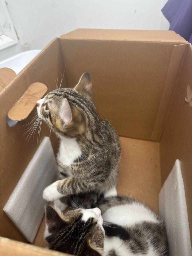 Two young tabby-and-white kittens sit inside a cardboard carrier lined with protective padding. One kitten looks curiously through a handhold in the box while the other curls up beside it.