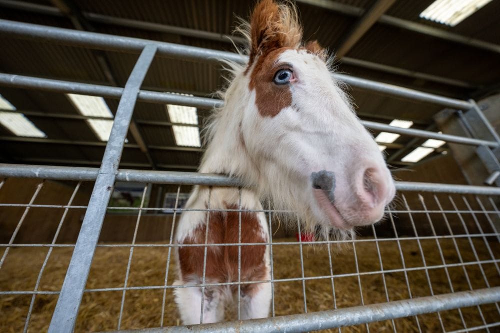 A piebald horse with one striking blue eye looks over the gate of a stable. The horse has a white coat with chestnut patches and a fluffy mane, with straw bedding and a barn visible behind it.