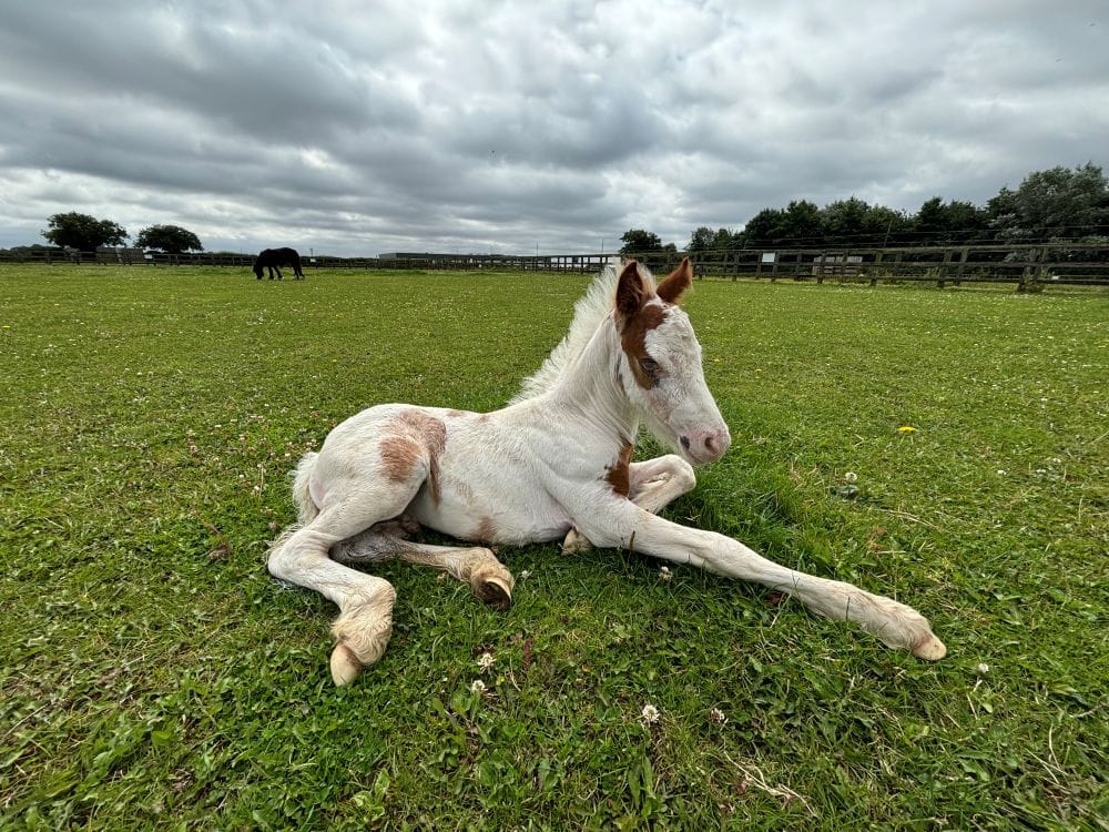Two-week-old orphaned foal given a second chance