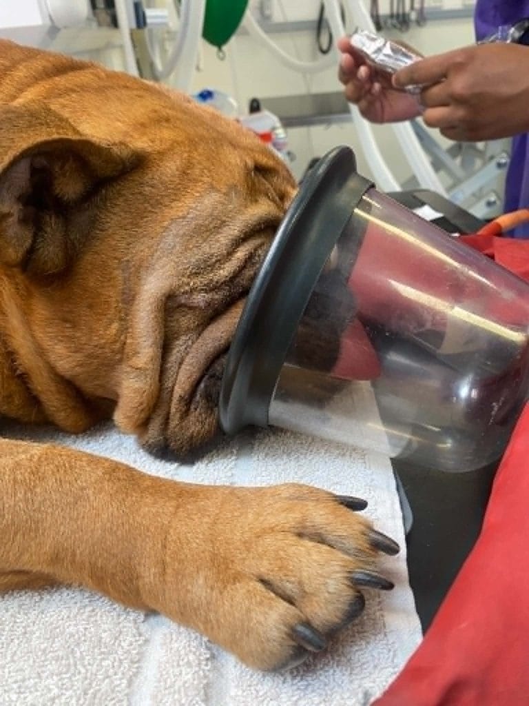 Brown bulldog lying on a veterinary table with its head inside an oxygen mask while receiving treatment from a member of the veterinary team.