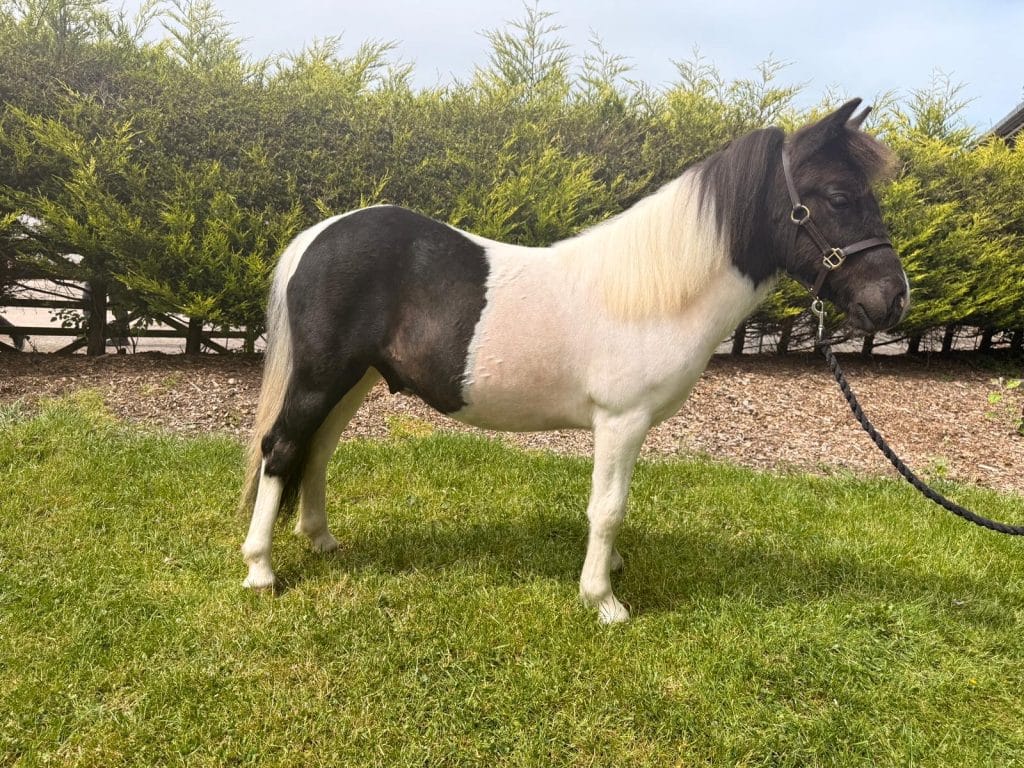Bauble, a healthy black-and-white pony, standing on grass in front of a hedge after his rehabilitation, ready to be rehomed.