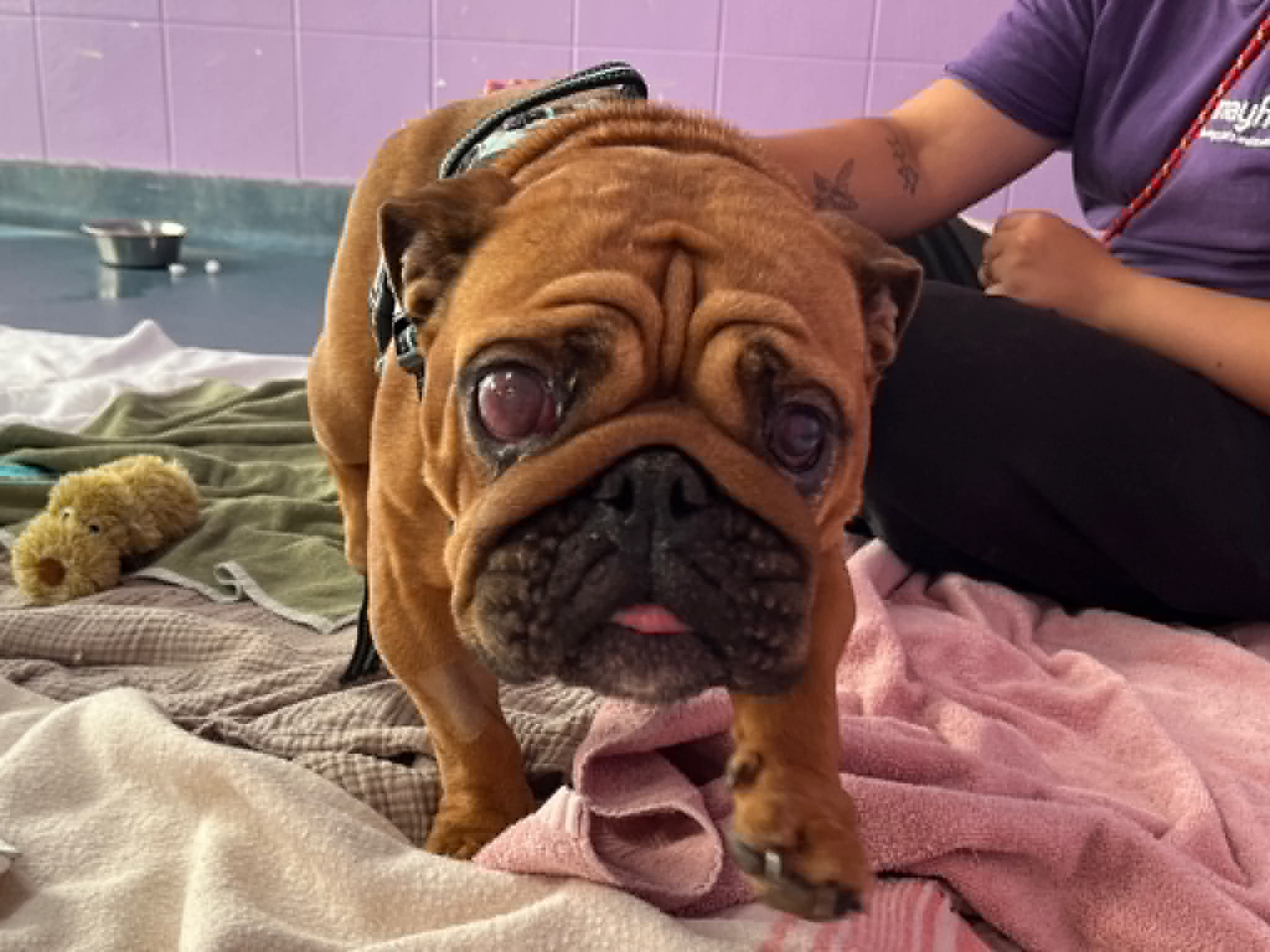 Blind Bow’s journey