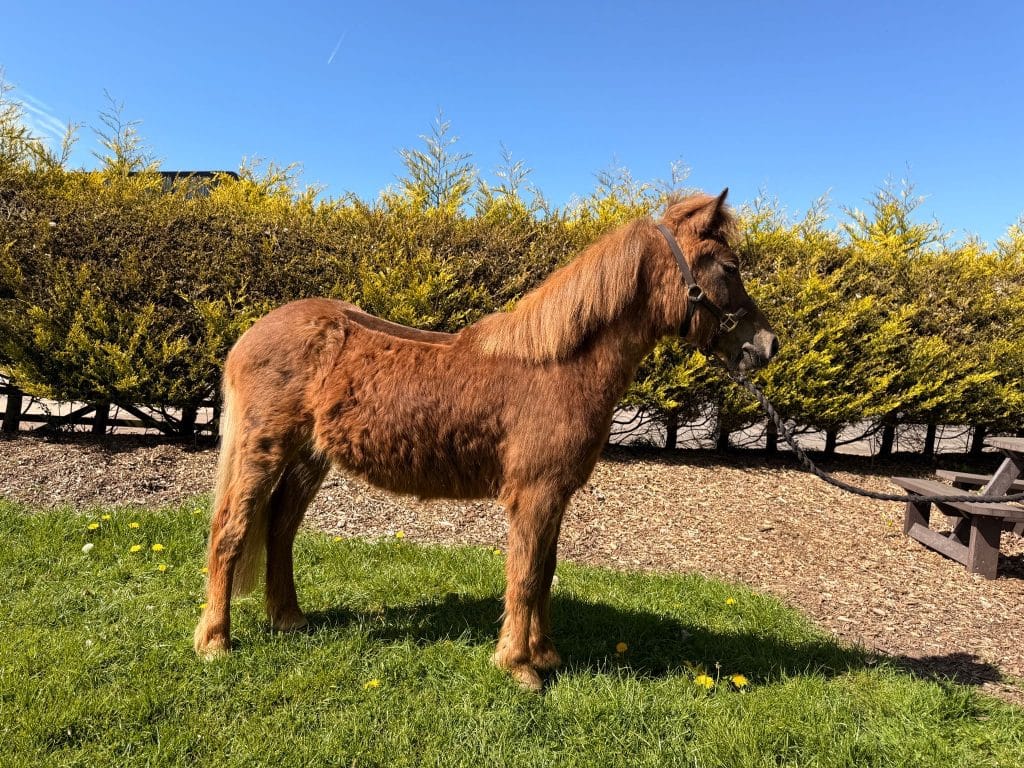 Buddy, a healthy chestnut pony with a thick mane, standing on grass in the sunshine after his rehabilitation, ready to be rehomed.