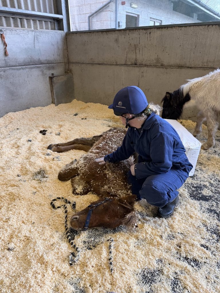 A very poorly Buddy lying on his side in a deep bed of wood shavings, unable to stand, while a World Horse Welfare team member kneels beside him and gently comforts him.
