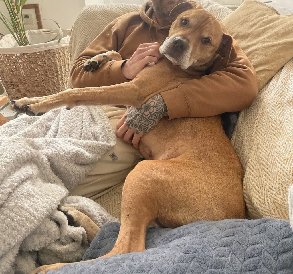Doobie relaxing on a sofa at home, stretched across his owner’s lap while being gently cuddled and stroked.