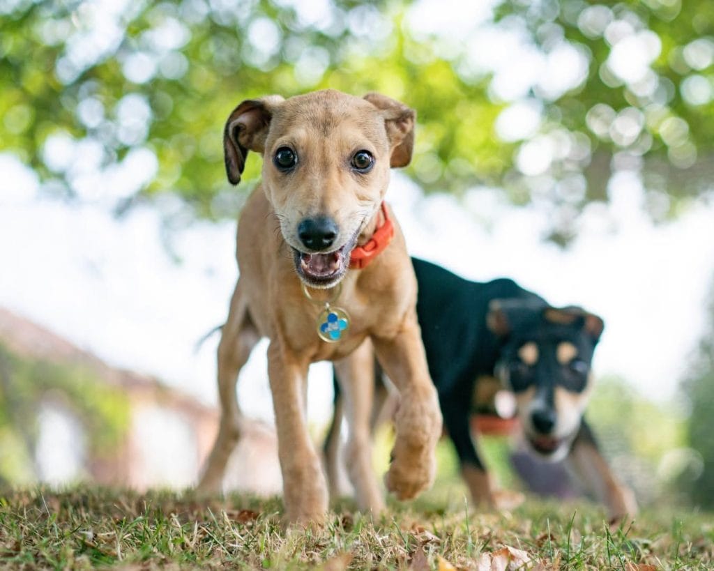 A happy tan puppy runs towards the camera outdoors, with a black and tan puppy playing behind it on the grass.