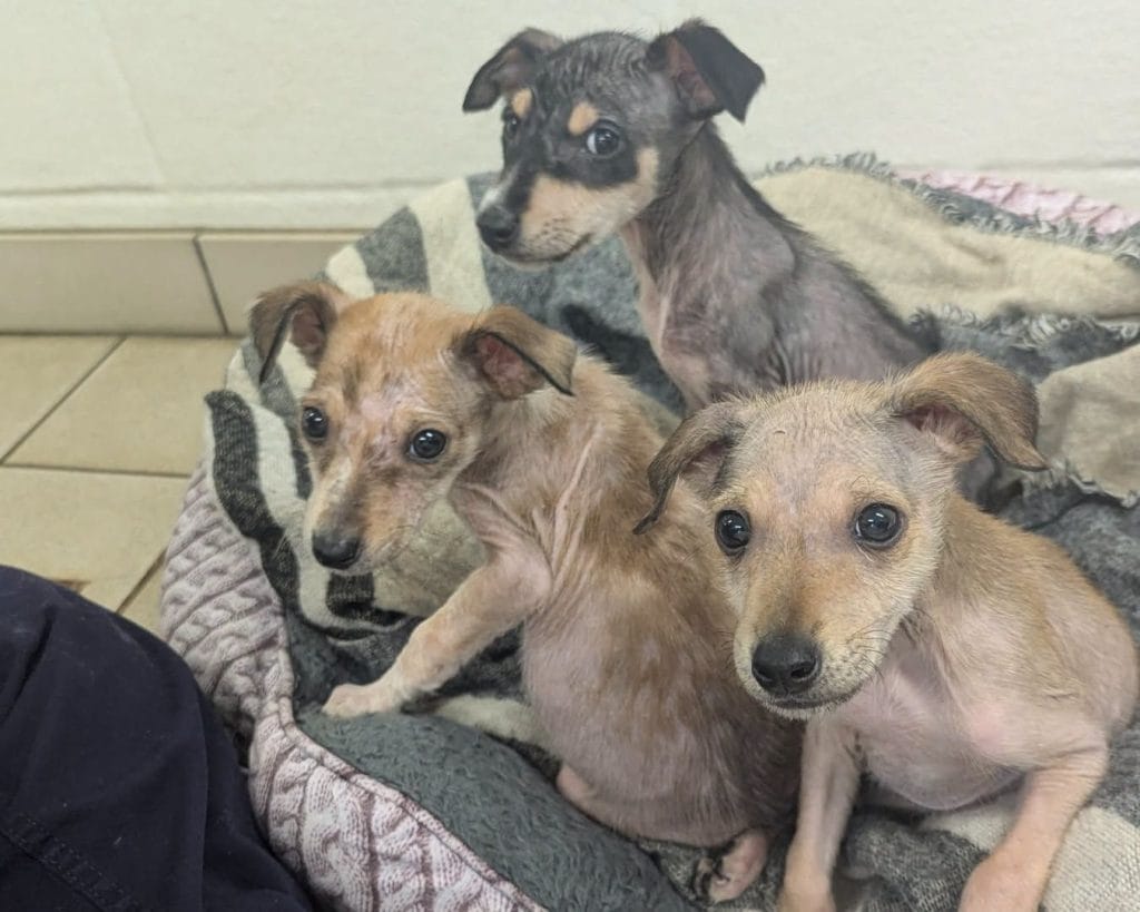 Three young rescue puppies with significant hair loss sit together on blankets before receiving treatment and care.
