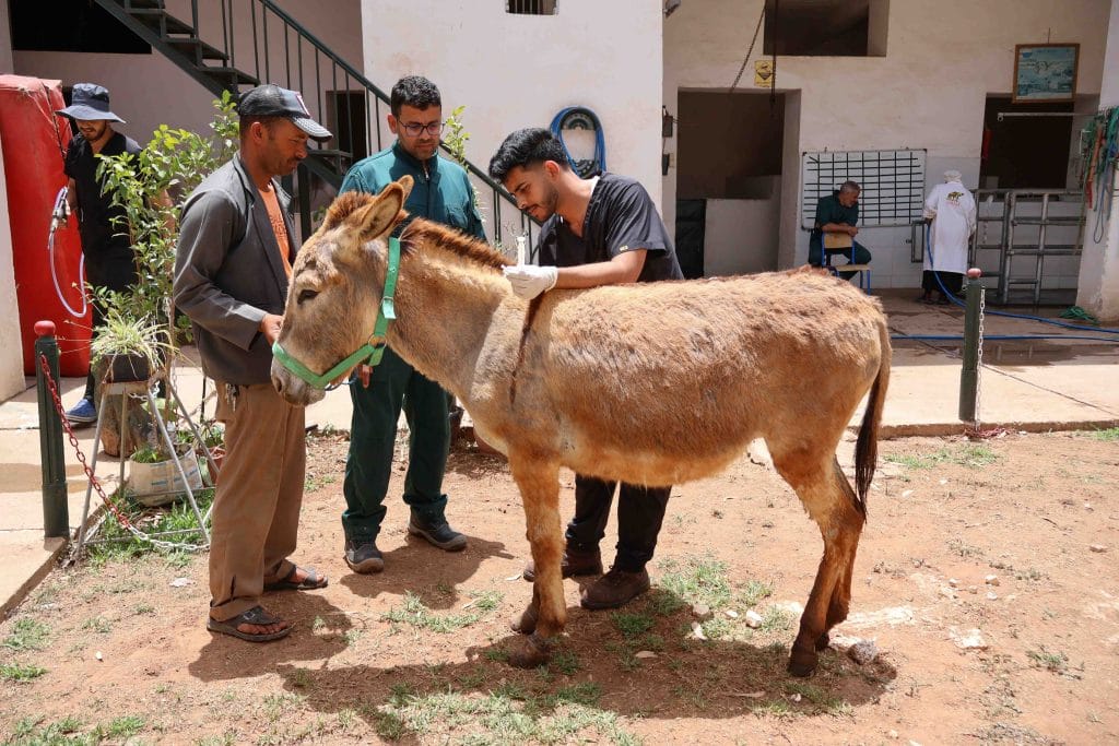 A veterinary team examines and treats a brown working donkey while its owner holds it calmly at an animal clinic.