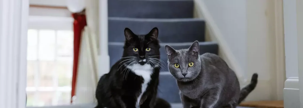 Black-and-white cat and grey cat sitting side by side at the bottom of a carpeted staircase, both looking directly towards the camera.