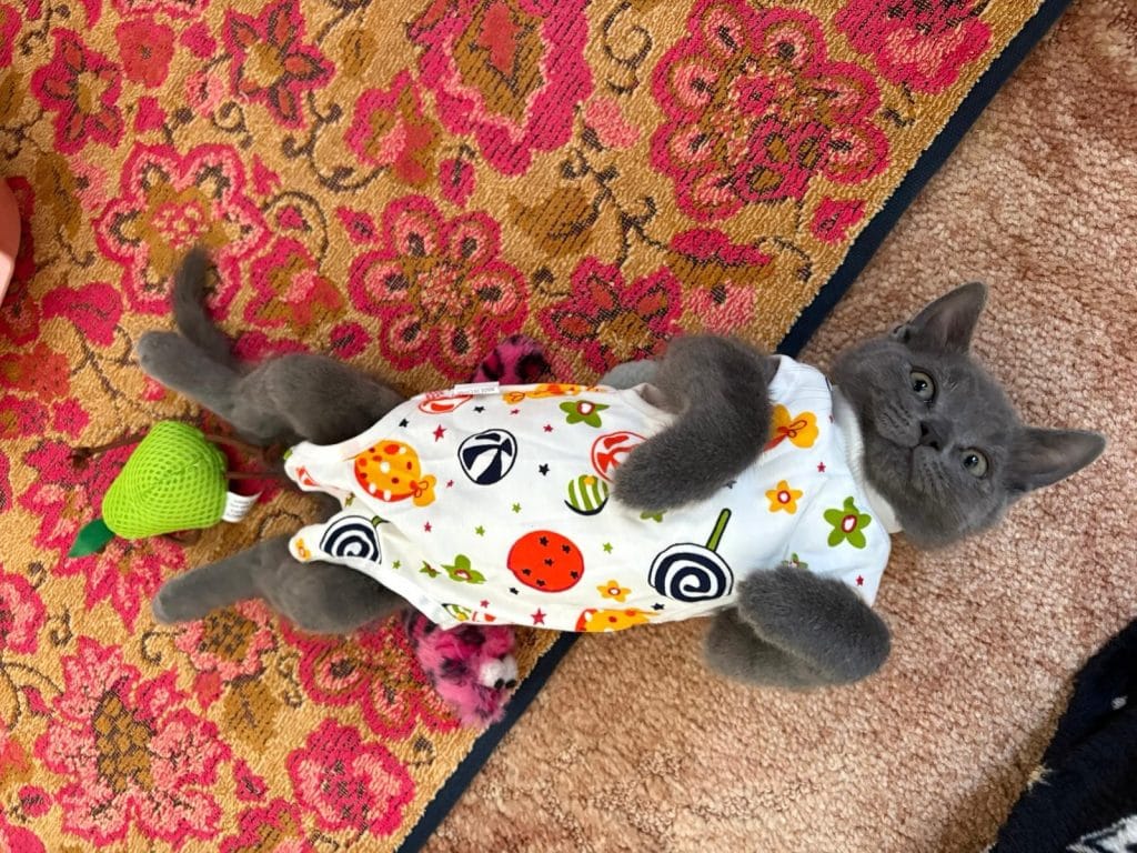 Grey kitten lying on its back on a colourful rug, wearing a patterned white recovery suit, with small cat toys beside it.