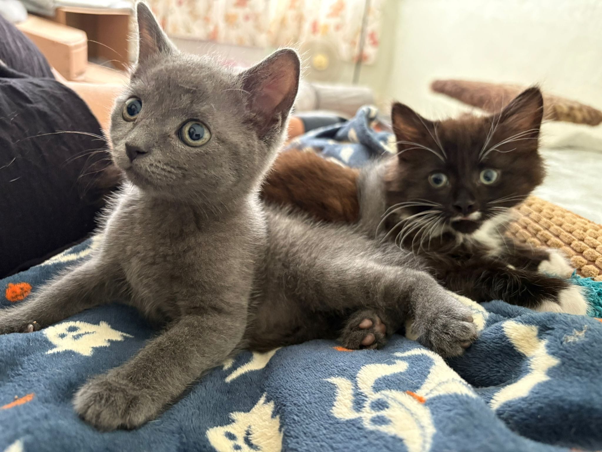 Cecil and Barty: the abandoned kittens who became brothers