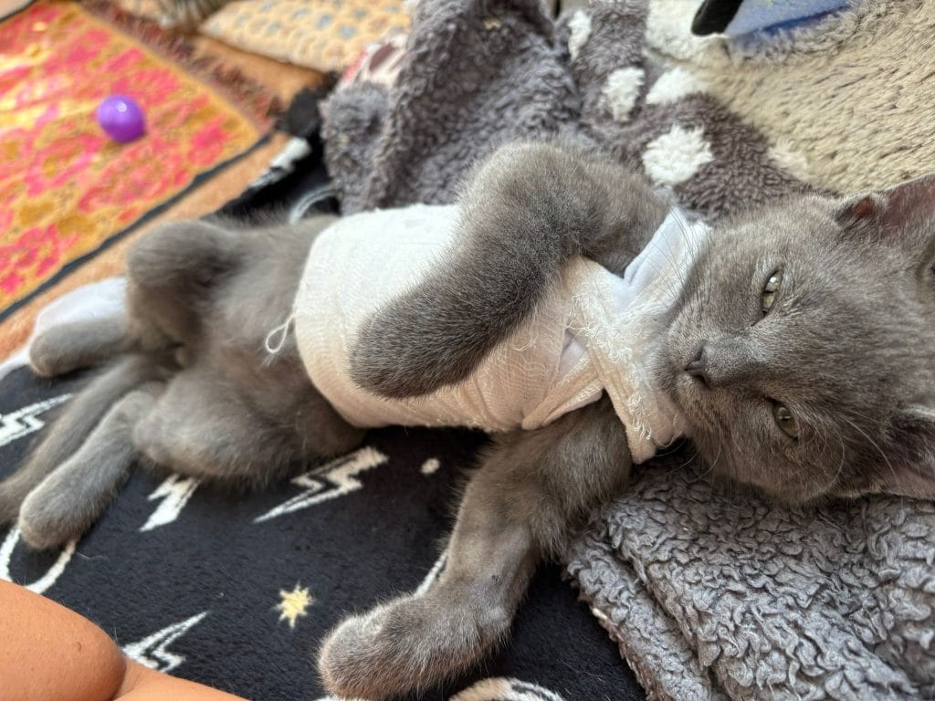 Grey kitten lying on its back on soft blankets, wearing a white bandage around its chest and abdomen while recovering from treatment.